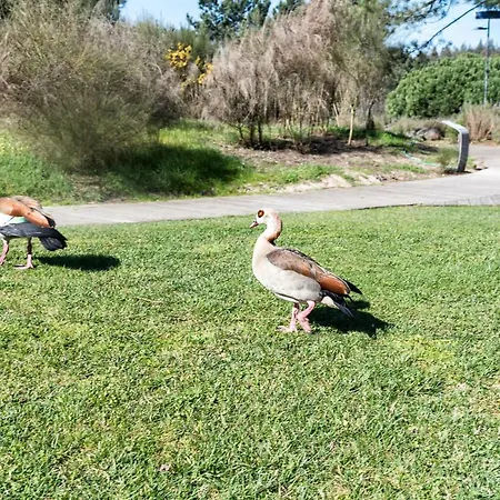 The Sea House * Cortegaça